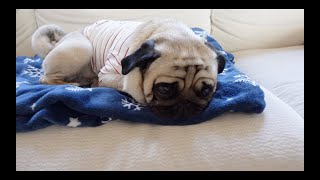 飼い主の目を盗んでしれっと悪事を働く パグ犬ぷぅ Pug