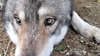 狼犬がギロリと睨んだら