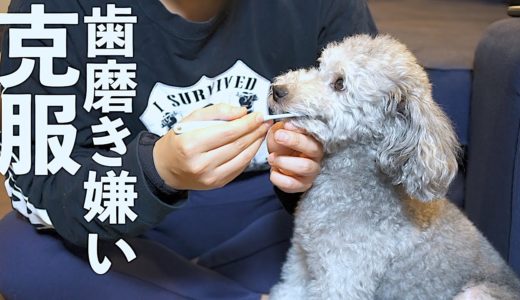 🐶うちの犬が歯磨き嫌いを克服するためにやった４つのこと【トイプードル】