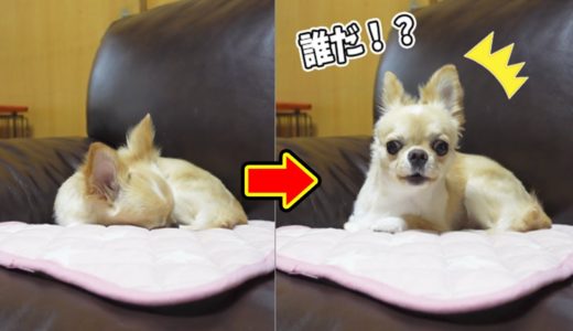 眠てる犬が初めて聞く雷の音にビックリして家を守ろうとする仕草が可愛い【チワワ】【dog】【chihuahua】