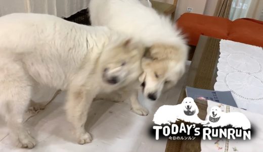 超大型犬という事を忘れ室内ではしゃぐルンルンとアラン　Great Pyrenees　グレートピレニーズ