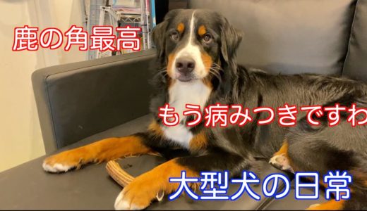 【大型犬の日常】鹿の角をプレゼントしてもらって幸せそうな父ちゃんとバーニーズマウンテンドッグ　 bernese mountain dog