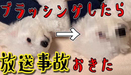 【閲覧注意!!】ブラシ中毒になった犬の末路がこちらです