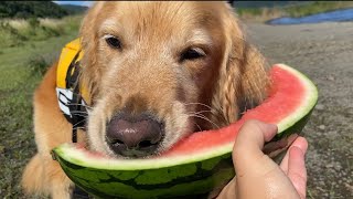 犬にスイカ🍉を初めてあげてみたら・・？【ゴールデンレトリバー】