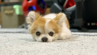 いつも大切な事を教えてくれる老犬チワワのチョッピさん