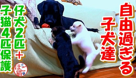 【犬　子犬　保護犬】子犬２匹を保護　自由奔放な子犬達でカオス状態