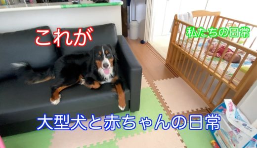 【犬と赤ちゃん】イタズラがバレるバーニーズマウンテンドッグを笑顔で見届ける赤ちゃん　 bernese mountain dog