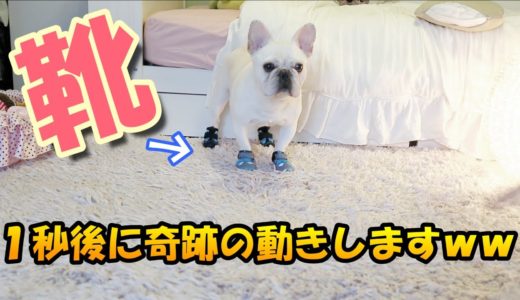 犬に靴を履かせたら足がピーンｗｗｗ【フレンチブルドッグ frenchbulldog】