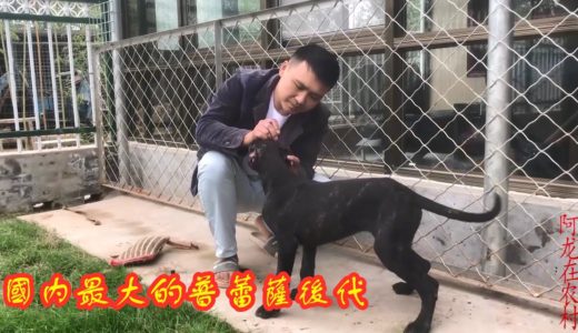 中国最大西班牙猎犬后代，3个月幼犬兴奋度超高，主人都控制不了