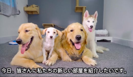 ゴールデンレトリバー犬と猫の新しい部屋を作った・皆が嬉しそうに遊んでくれて良かった！