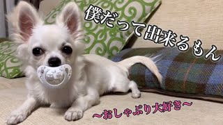 【爆笑】犬同士でおしゃぶりの取り合い⁈どちらが勝つか！？