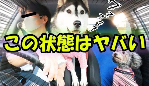 インプレッサWRXで3人で走りに行ったら・・・ハスキー犬と保護犬トイプードル