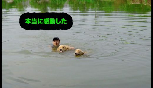 [泣ける感動]ゴールデンレトリバー犬が飼い主を命がけで助ける瞬間