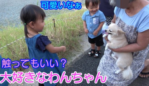 【双子と犬】チワワと怖がらずに遊べた？男女赤ちゃん生後1歳9ヶ月３Twins baby who plays with a dog for the first time【何気ない日常57】