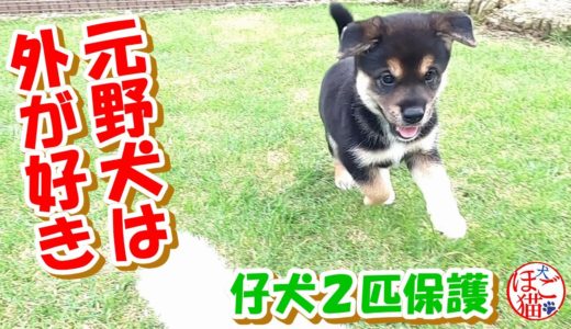 【犬　子犬　保護犬】子犬２匹を保護　元野犬は外が大好き♪