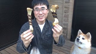 秋田犬にガチの牛の骨あげてみた！