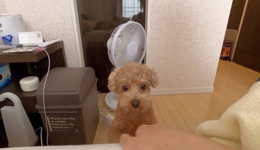 起こしても起きないで寝続けるパパに犬がイライラし始めましたw【トイプードル】