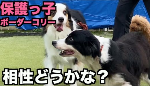 保護っ子ボーダー・小型犬との相性は？【25ー26日目】