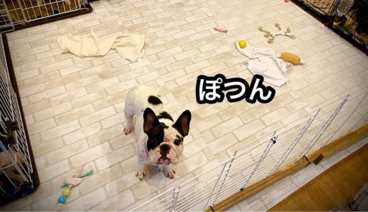 【一人ぼっちになった母犬】子犬達がいなくなって寂しさ爆発のフレンチブル