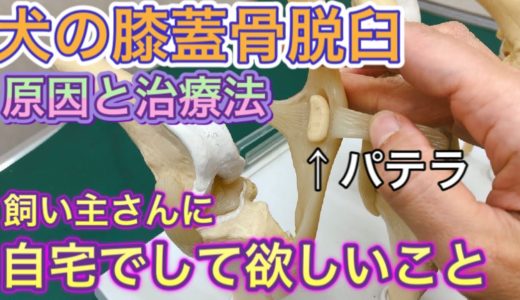 【犬の膝蓋骨脱臼について】動物病院が飼い主さんにしてほしいこと。グレード分類や治療法について獣医師が解説しています。