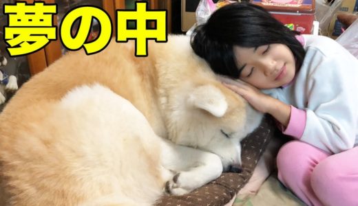 ついに見つけた！巨大蜘蛛・蟹・秋田犬そうすけに御任せ【VLOG】