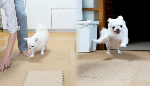 コルクマットを敷くのをお手伝いする犬ｗチワワのコハク