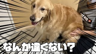 犬にお座りを教えたのに何か違う気がするw【ボーダーコリー】