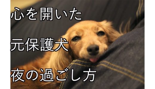 【ナイトルーティン】繁殖犬として6年間ケージに入れられていた犬が家族と安心して過ごす夜【カニンヘンダックス えびすの日常】♯32