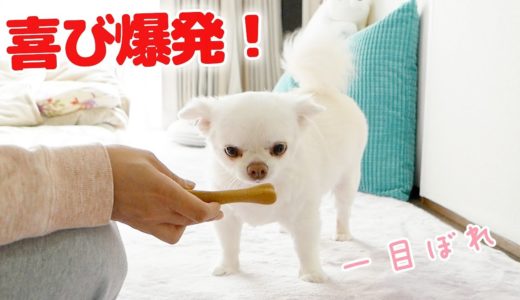 新しい骨に大喜びする犬！チワワのコハク