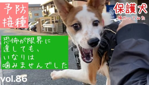 【保護犬預かり】狂犬病予防接種へ。恐怖が限界を超えたいなり【8日目】