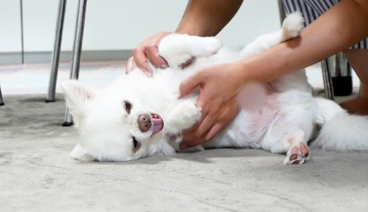 ママに拗ねて抱っこを拒否する犬が可愛いｗｗｗ