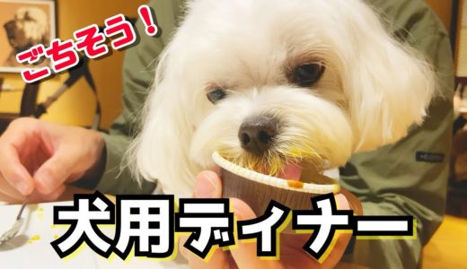 【ペットと旅行】犬と泊まれるホテルの超豪華な犬用ご飯で愛犬の誕生日を盛大にお祝いしました【マルチーズ】