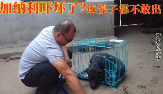 令人闻风丧胆的“杀人犬”加纳利怂了，连笼子都不敢出，到底咋回事？