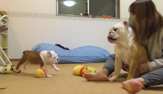 はしゃぐ子犬を温かく見守る兄犬が可愛い！