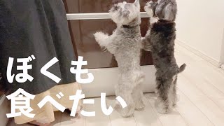 【犬と料理】キッチンにいると必ず覗いてくる犬【シュナウザージジトト】