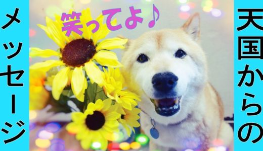 天国の君に捧げるハッピーバースデー【柴犬・甲斐犬】