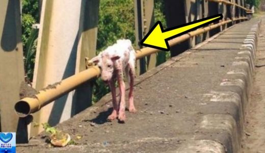 ボロボロの体で路頭に迷う一匹の犬。ある出会いによって運命が大きく変わる【感動】