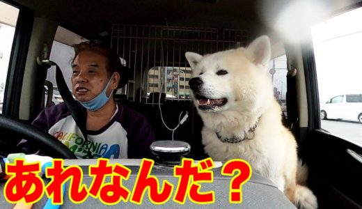 秋田犬ドライブ・涼しくなりました【VLOG】