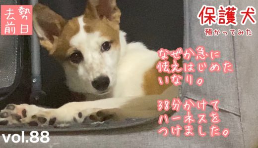 【保護犬預かり】ハーネスをつけるのに38分かかりました【明日は去勢手術】