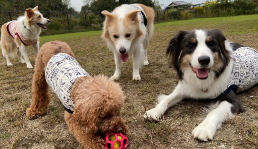 性格の違う犬たちが遊ぶとこうなる..【ボーダーコリー】