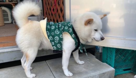 柴犬子犬ファッションショーが可愛すぎる♪犬服着せてみた