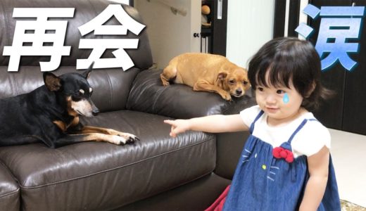 共に暮らした犬たちと再会した1歳半娘のリアクションは…？