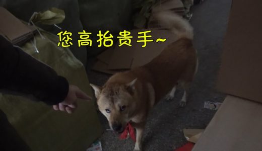 中华田园犬阿黄出去浪，却被拦住去路，心有不甘和主人斗智斗勇！