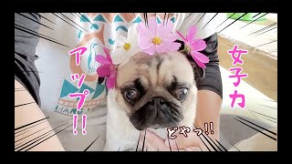 女子力爆上げでお色気MAXなパグ犬ぷぅPug