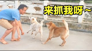 中华田园犬陪主人钓鱼，无聊透顶想要玩游戏，主人如它所愿！