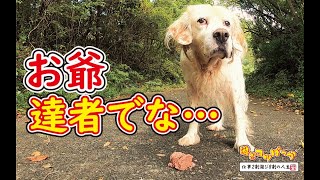 【犬】達者で暮らせよ・・・