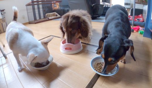 おじいちゃん犬のおこぼれを狙うモーニングルーティン