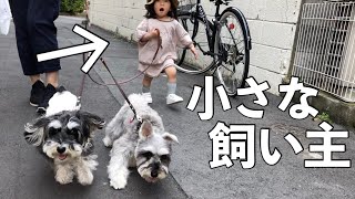 【犬と子ども】1歳娘には犬散歩はむずかしかった【シュナウザージジトト】