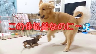 お迎えして3日後には大型犬と対等に遊ぶ小型犬の子犬。ゴールデンレトリバーのクッキーとミニチュアダックスフンドの子犬ショコラとの幸せな日常