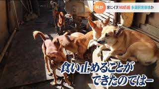 何が？8畳2間にイヌ164匹！すし詰め状態に…多頭飼育崩壊か